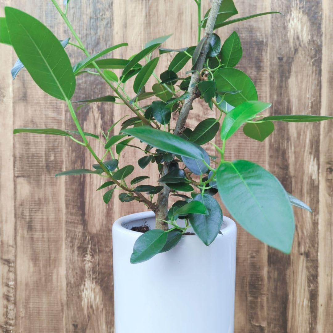 ゴムの木曲がりフィカスアルテシマ5 フランスゴム 曲がり 5【現品】観葉植物 室内 7号 フィカス ゴムの木